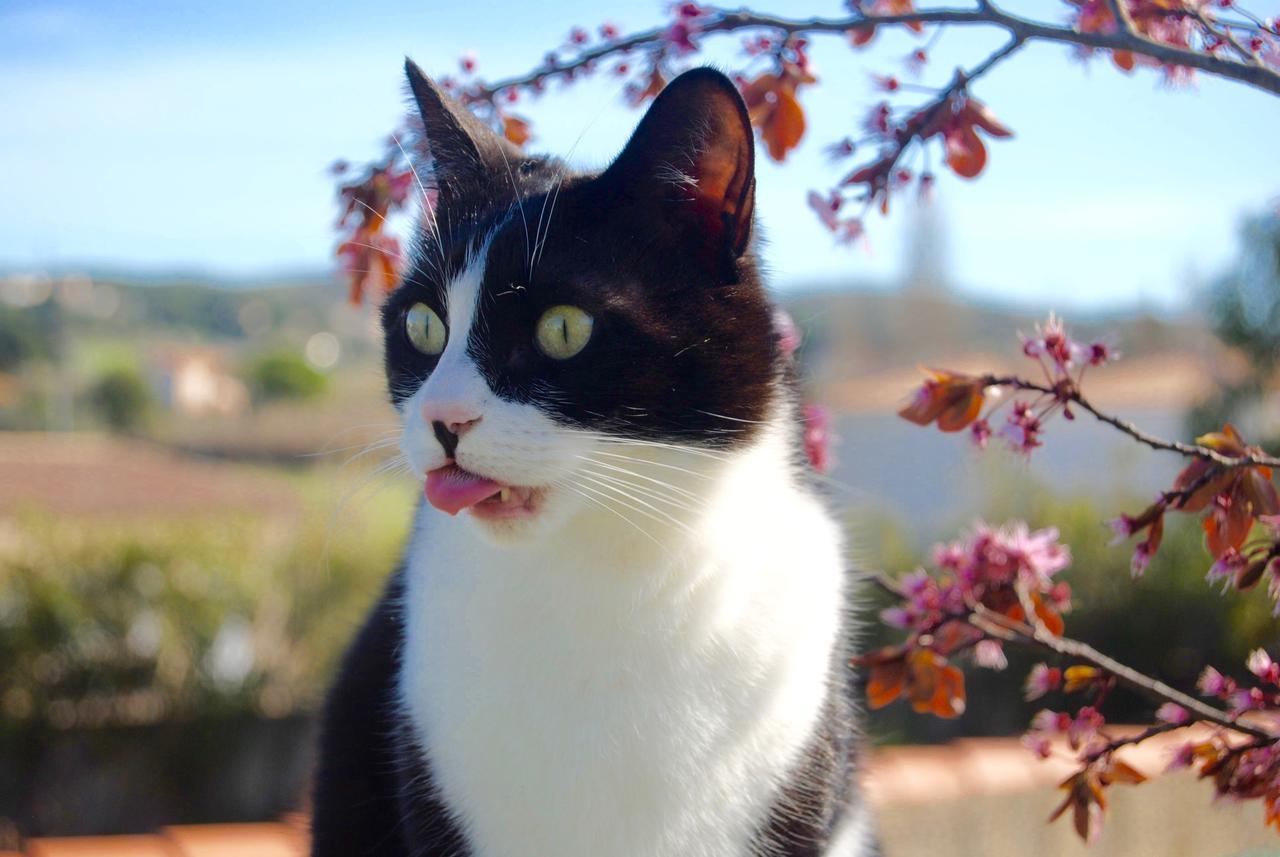 Le Mas Marguerite Arlés Exterior foto